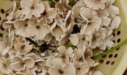 野生菌爆料视频大全最新